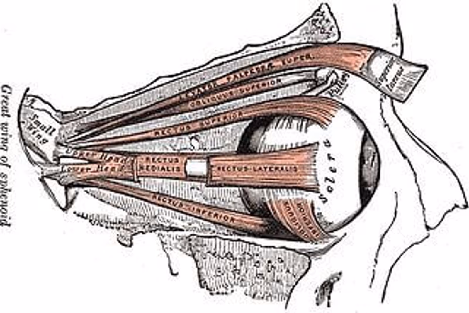 Ilustração anatômica dos músculos extraoculares da órbita.