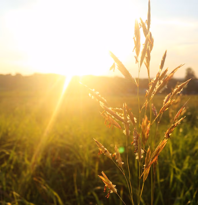 Nascer do sol